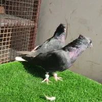 کبوتر دم سفید