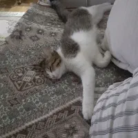 واگذاری گربه|گربه|پرند, فاز ۵|دیوار