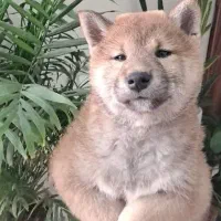 سگ اصیل شیبا