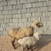 میش شکم دوم دوقلوزا  با بره نر|حیوانات مزرعه|آبپخش, |دیوار