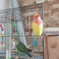 یک جفت طوطی برزیلی در حال تخم گذاری