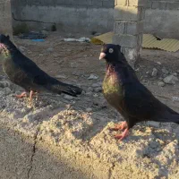 کفتر|پرنده|خرمشهر, |دیوار