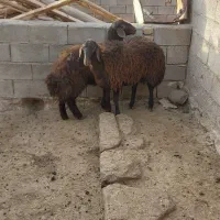 بره ماده هترو