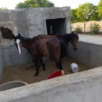 دو عدد اسب عرب جوان