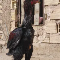 خروس لاری دونگ بالا استان یزد|حیوانات مزرعه|تهران, جوادیه|دیوار