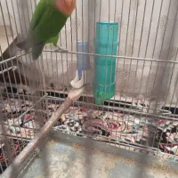 طوطی برزیلی