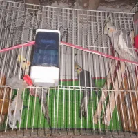 عروس جفت قشنگ