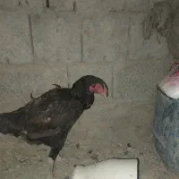 مرغ نسل دار