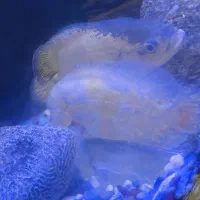 اسکار جفت مولد|ماهی|کرمان, |دیوار