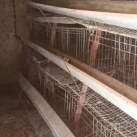 قفس مرغ تخمگذار