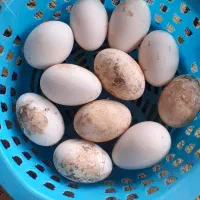 تخم غاز محلی