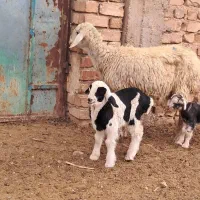 کهره و میش|حیوانات مزرعه|مرودشت, تخت جمشید|دیوار