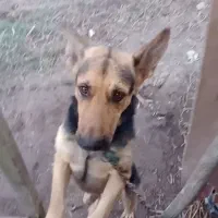 سگ ژرمن|سگ|چاف و چمخاله, |دیوار