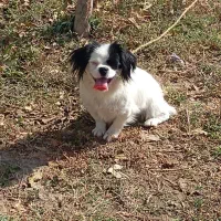 سگ بفروش میرسد|سگ|ماکو, |دیوار