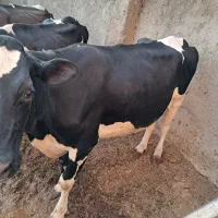 حیوانات مزرعه ماده گاو شیری