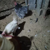 خروس|حیوانات مزرعه|هشتگرد, خور|دیوار