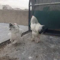 خر‌وس برهما و گلین اصیل