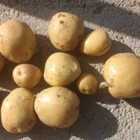 سیب زمینی سانتا|خوردنی و آشامیدنی|بیلوار, |دیوار