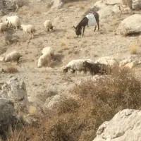 الاغ‌بفروش‌می‌رسد