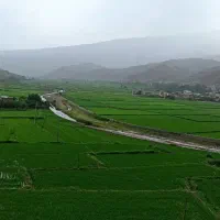 برنج طارم درونگر درگز