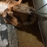 بزه طلایی نره|حیوانات مزرعه|شیروان (خراسان), |دیوار