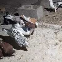 ۳۰ عدد کبوتر دورگ پلاکی|پرنده|بهبهان, |دیوار