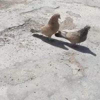 تاب نر و ماده