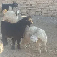 کهره چاق میش چاق بز چاق بره|حیوانات مزرعه|مرودشت, علی‌آباد‎|دیوار