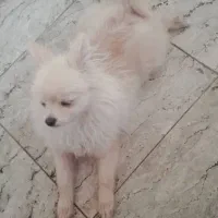 سگ پامر|سگ|فردیس, نسترن شرقی|دیوار