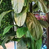 گلهای  خارجی درجه یک نقد واقساط|گل مصنوعی|کنگاور, |دیوار