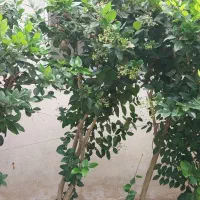 یاس هلندی گلدان ۵۰|گل و گیاه طبیعی|سنگر, |دیوار