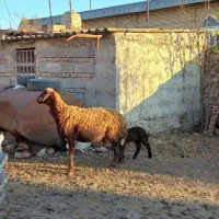 گوسفند بره دار و شیشک|حیوانات مزرعه|گنبد کاووس, |دیوار