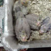 پرنده فروشی