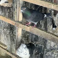 کفتر پرشی|پرنده|شهر ری, صالحآباد شرقی|دیوار