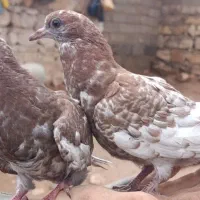 دوتا بچه کبوتر نژاد دار