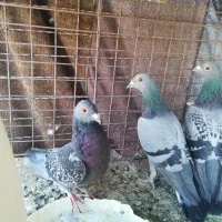 کبوتر پلاکی|پرنده|یزد, |دیوار