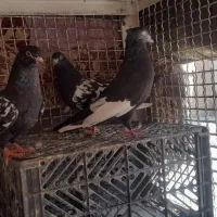 جفت سینه ای با ی جوجه|پرنده|کارون, |دیوار