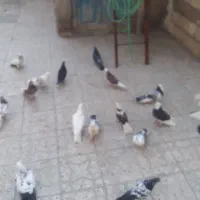 چند جفت کفتر اس مهر خورده برای توضیح زنگ|پرنده|نهاوند, |دیوار