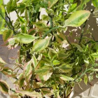 گل پدیلانتوس  سرحال|گل و گیاه طبیعی|کرمانشاه, |دیوار