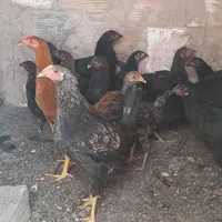 ۱۴ عدد مرغ و خروس ۶ ماهه|حیوانات مزرعه|بومهن, |دیوار