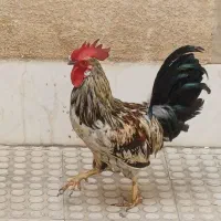 خروس|حیوانات مزرعه|تهران, گرگان|دیوار