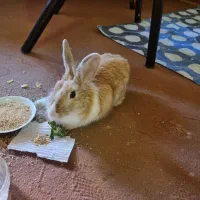 خرگوش نر ارام و اهلی