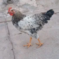خروس درجه یک