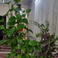 فروش گل طبیعی