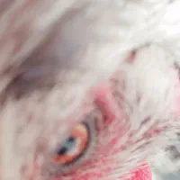 خروس و مرغ|حیوانات مزرعه|خرمشهر, |دیوار