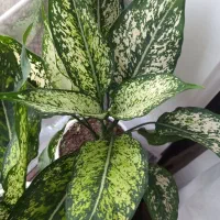 گل های زینتی|گل و گیاه طبیعی|تالش, جوکندان|دیوار