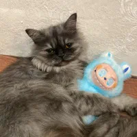 گربه پرشین سوپرفلت