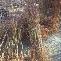 درخت ریشه ایی بادام مامایی شاهرودی نهالستان