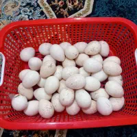 فروش ۴۴ عدد تخم بوقلمون نطفه دار