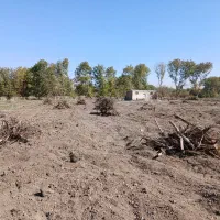 ریشه کنده شده درخت برای آتیش ذغال